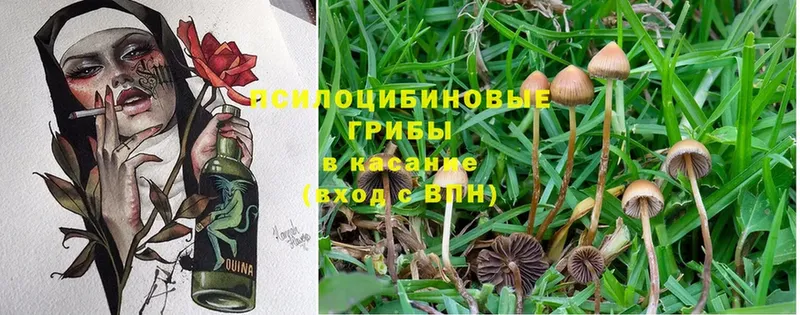 МЕГА ссылки  Ардон  Галлюциногенные грибы Psilocybe 